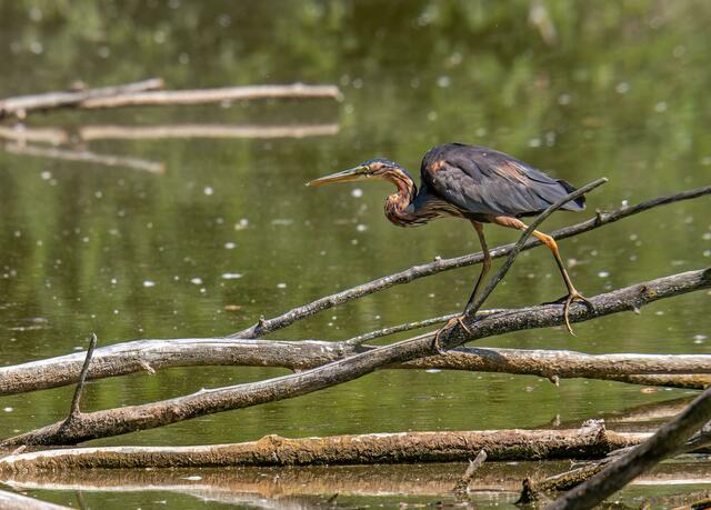 Foto: Copyright Naturfotografie Andre Surano