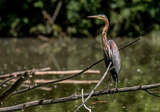 Foto: Copyright Naturfotografie Andre Surano