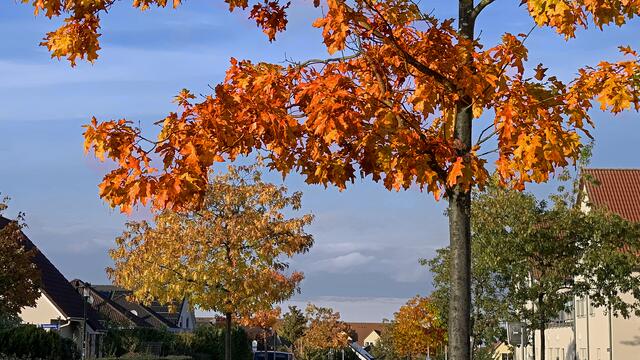 Der Farbton der Amerikanischen Eichen (Roteichen) sorgt für Erstaunen. Als Straßenbäume wurden sie vor über zwei Jahrzehnten wegen ihrer attraktiven Herbstfärbung angepflanzt. Foto: Helmut Kuzina