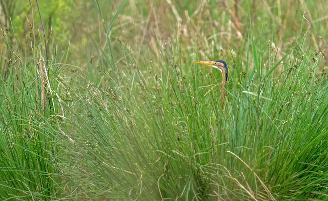 Purpurreiher | Foto: Copyright Naturfotografie Andre Surano