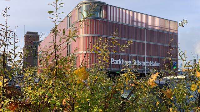 Sträucher am Parkbereich des Alten Hafens. Foto: Helmut Kuzina
