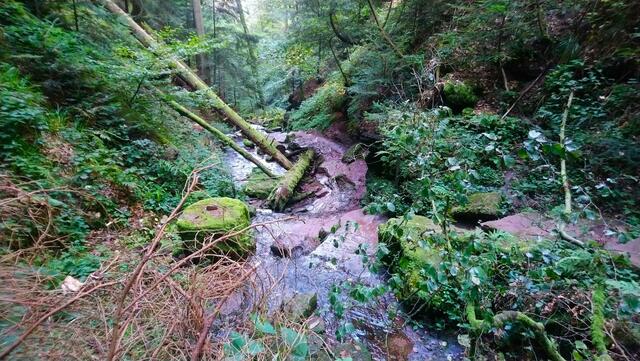 Hier geht es von rechts durch den Bach und dann unter den Baumstämmen durch. | Foto: Shima Mahi