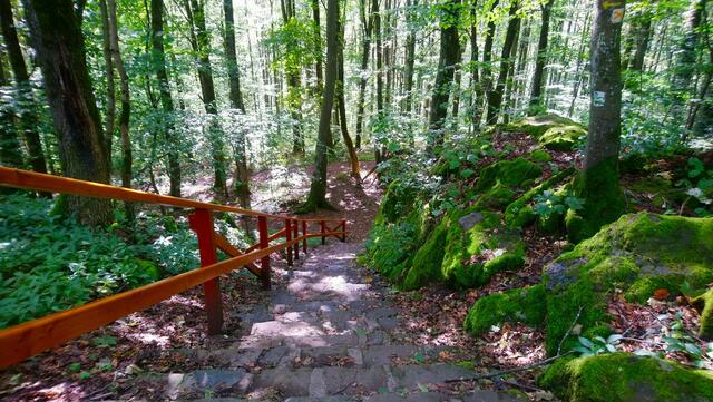 Vom Katzenbuckelgipfel geht es hinab in den schönen Wald. | Foto: Shima Mahi