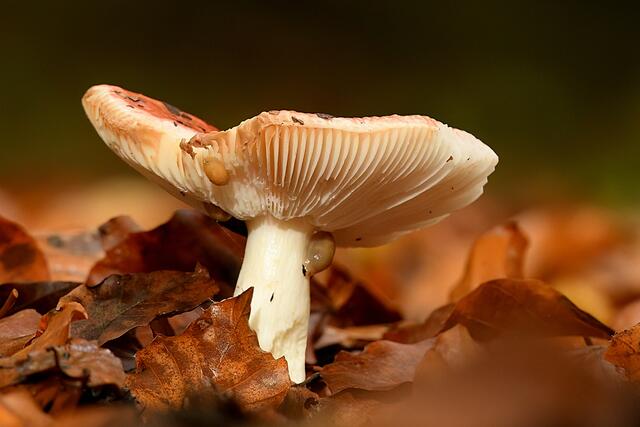 Foto: Copyright Andreas Schäfer