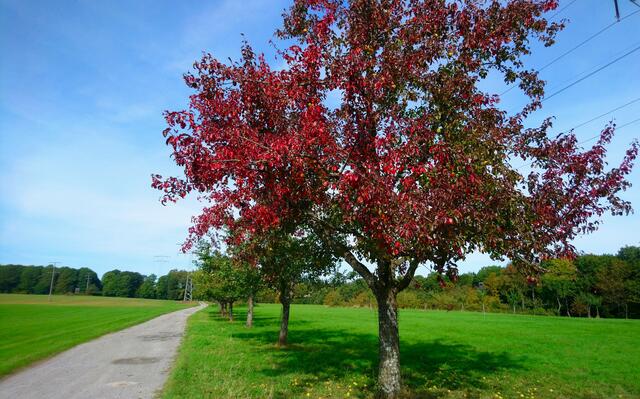 Herbstliche Obstbäume in Oberdielbach | Foto: Shima Mahi