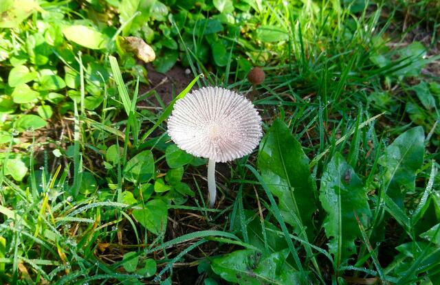 Die "Blume" ist ein Pilz. | Foto: Shima Mahi
