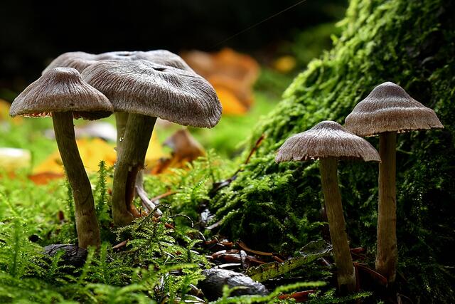 Foto: Copyright Andreas Schäfer