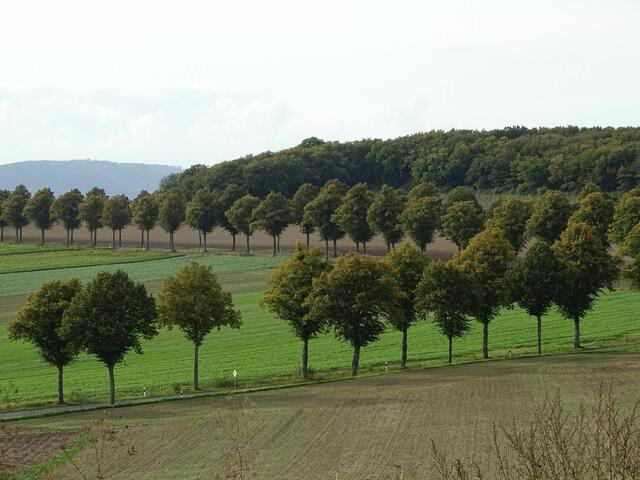 Versteckte Sehenswürdigkeit im Calenberger Land

Klosterkirche Wittenburg - Allee unterhalb des Klosterberges | Foto: Katja Woidtke