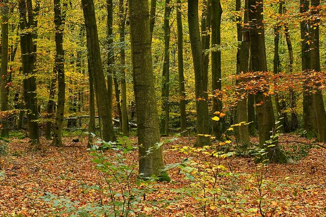 Foto: Copyright Andreas Schäfer
