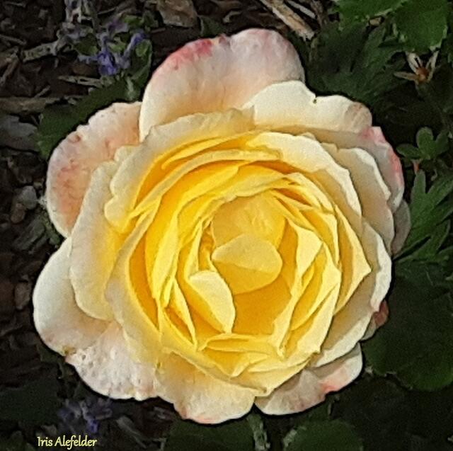 Foto: Iris Alefelder