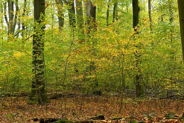 Foto: Copyright Andreas Schäfer