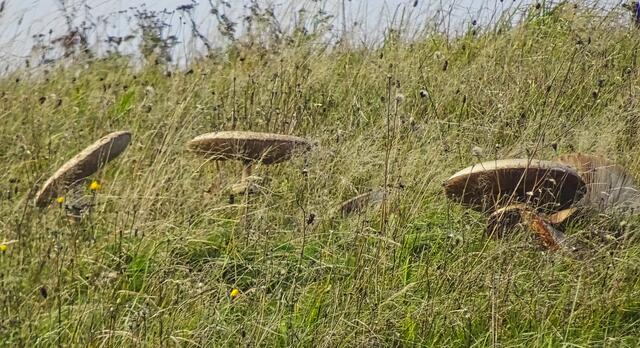 Pilze am Berghang im Katzsohltal