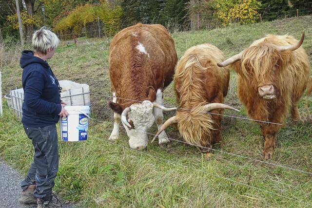 Fütterung der Highlander Rinder(die linke Kuh ist keine Highlander)