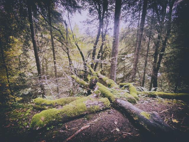 Foto: (c) Robert Gitler