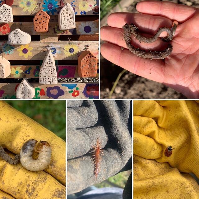 Kleine Bewohner des Schulgartens | Foto: Melina Drüssler