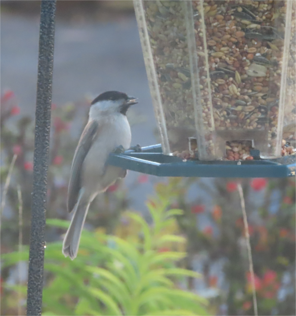 Ausschnitt aus dem Original-Foto. | Foto: M. A.