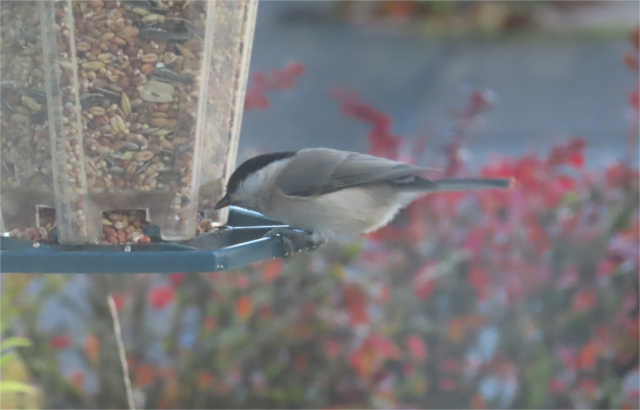 Ausschnitt aus dem Original-Foto. | Foto: M. A.