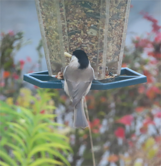 Ausschnitt aus dem Original-Foto. | Foto: M. A.