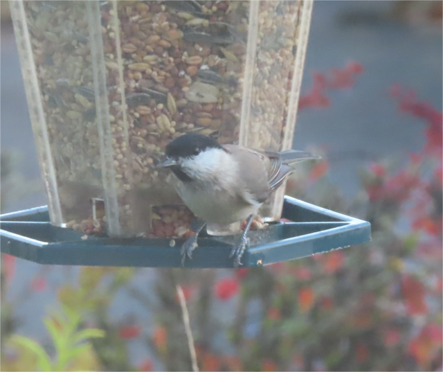 Ausschnitt aus dem Original-Foto. | Foto: M. A.