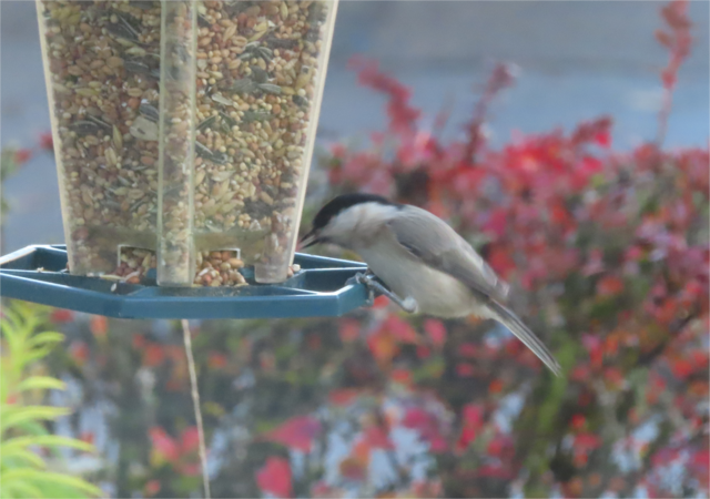 Ausschnitt aus dem Original-Foto. | Foto: M. A.