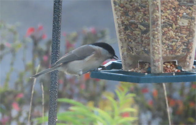 Ausschnitt aus dem Original-Foto. | Foto: M. A.