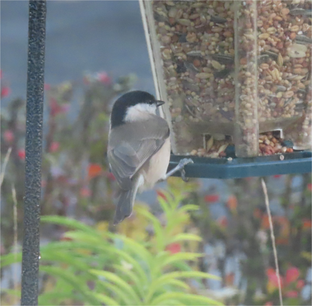 Ausschnitt aus dem Original-Foto. | Foto: M. A.