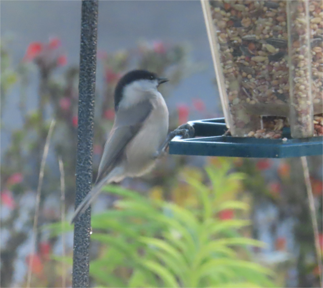 Ausschnitt aus dem Original-Foto. | Foto: M. A.