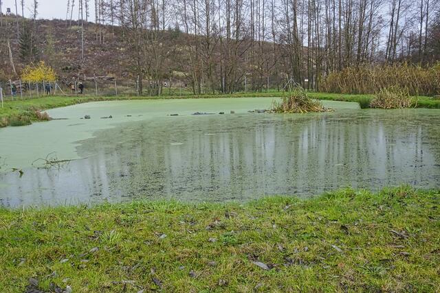 der Klärteich von Wolsberg