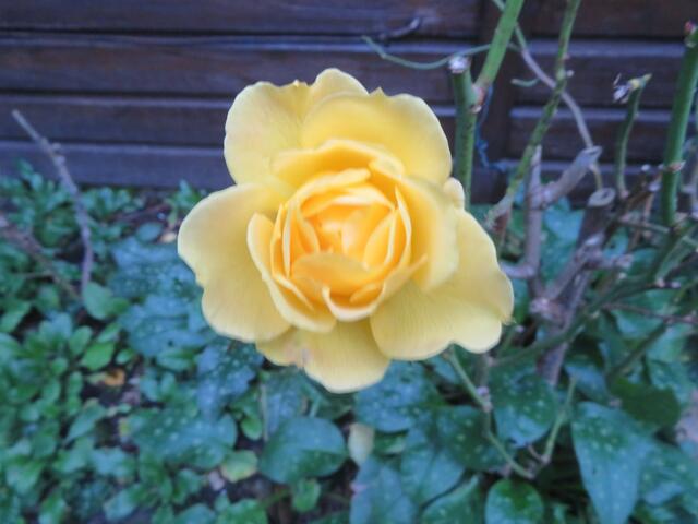 Diese Rose viel mir besonders ins Augen, das war das leuchtende gelb. | Foto: Die Bilder sind von mir