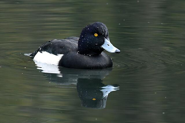 Foto: Copyright Andreas Schäfer