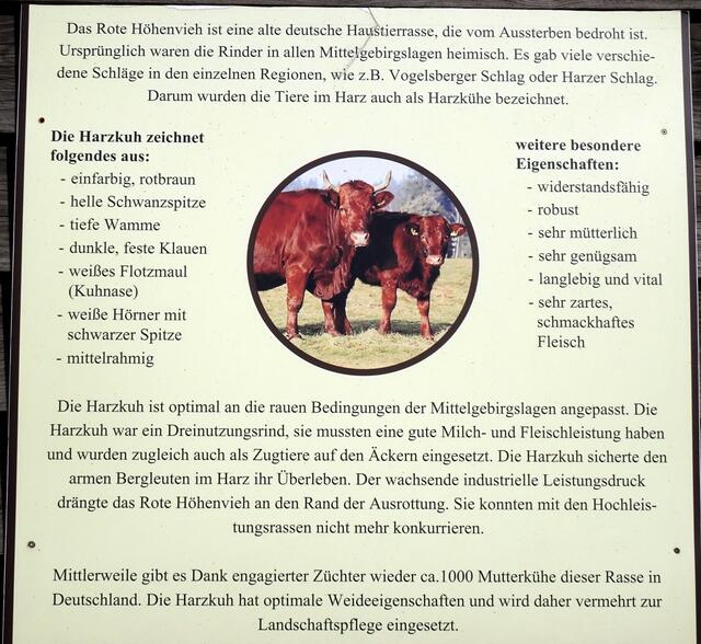 das Rote Höhenvieh wird wieder im Oberharz gezüchtet, vom zarten, schmackhaften Fleisch kann man sich beim Brockenbauer Thielecke in Tanne überzeugen