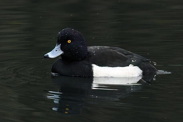 Foto: Copyright Andreas Schäfer