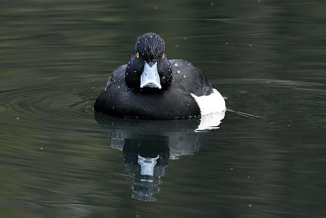 Foto: Copyright Andreas Schäfer