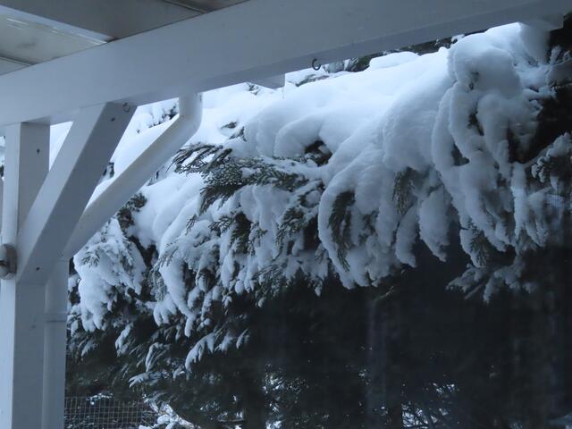 Blick aus  dem kleinen Esszimmerfenster über die Terrasse zur Lebensbaumhecke.  | Foto: M. A.