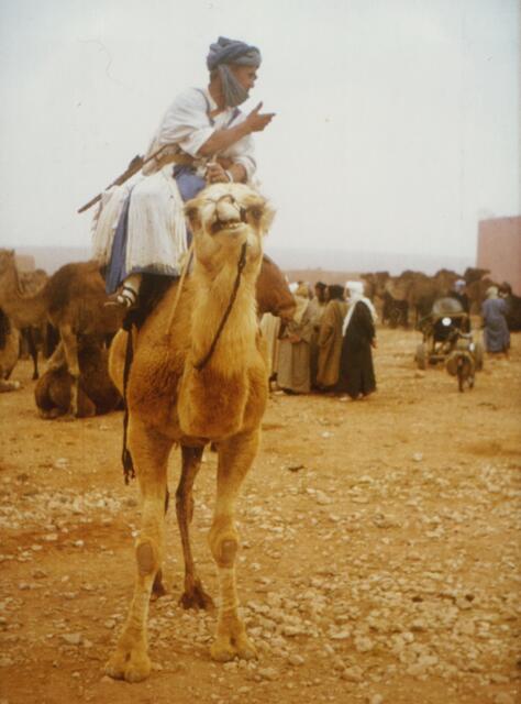 Sahara-Nomade auf dem Kamelmarkt von Tiznit.