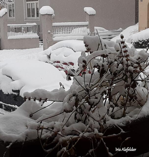 Foto: Iris Alefelder