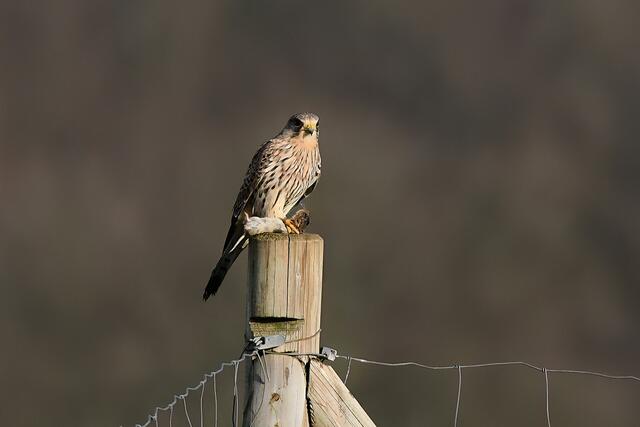 Foto: Copyright Andreas Schäfer