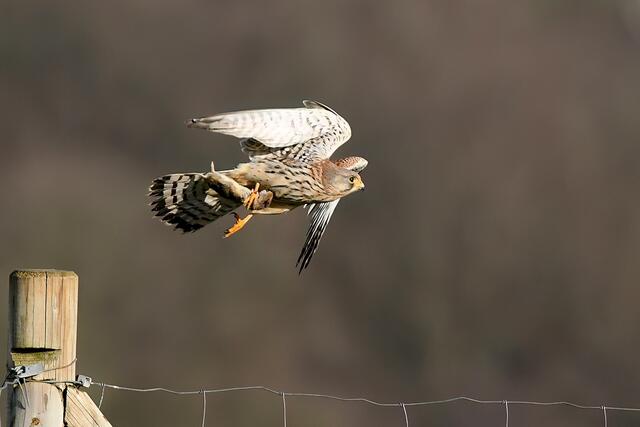 Foto: Copyright Andreas Schäfer