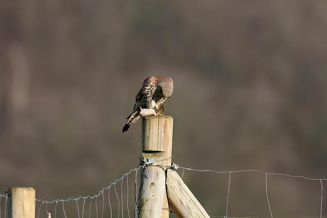 Foto: Copyright Andreas Schäfer