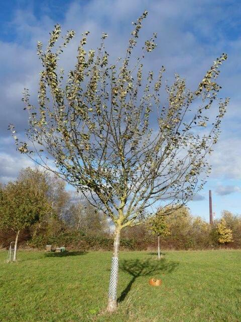 Apfelbaum vor dem Schnitt | Foto: Bild Dr. Gerd Röder
