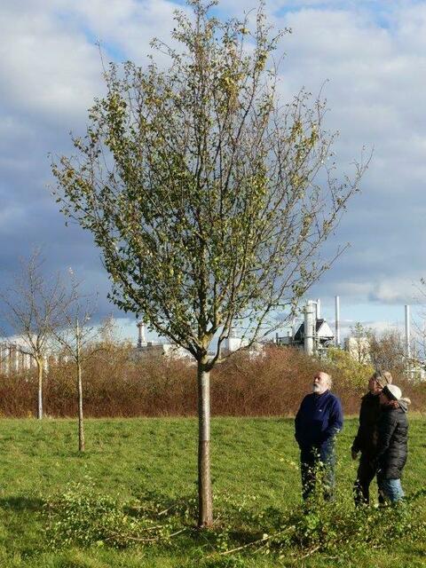 Im unteren Stammbereich sieht der Baum jetzt richtig gut aus | Foto: Bild Dr. Gerd Röder
