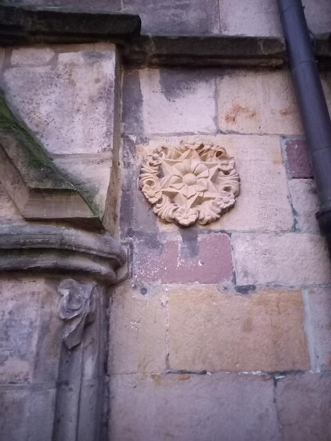 Rose - Schweigerose - an der Kirche St. Nicolai Hameln  | Foto: Winfried Gehrke