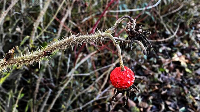 In der Feldhecke leuchtet die Frucht einer Kartoffelrose. Foto: Helmut Kuzina