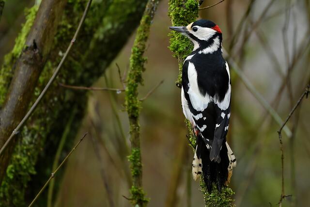 Buntspecht | Foto: Copyright Andreas Schäfer