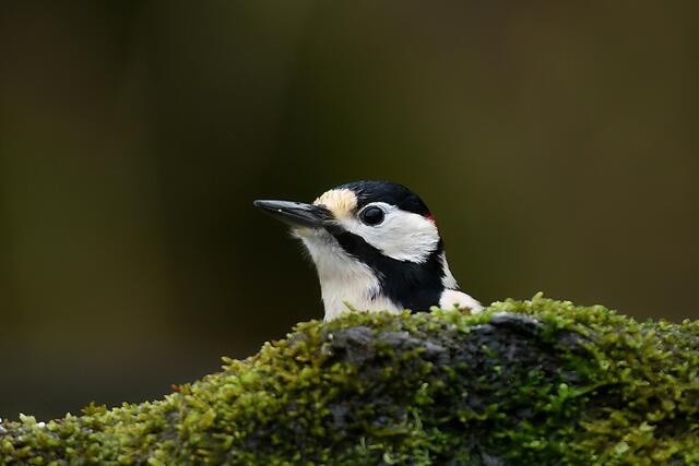 Buntspecht | Foto: Copyright Andreas Schäfer