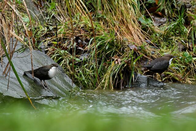 Wasseramsel | Foto: Copyright Andreas Schäfer