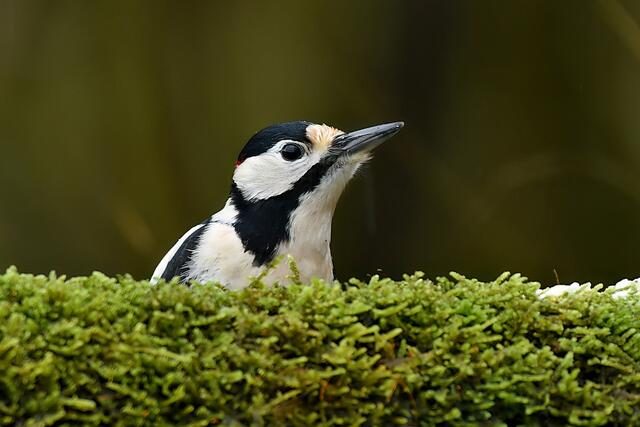 Buntspecht | Foto: Copyright Andreas Schäfer