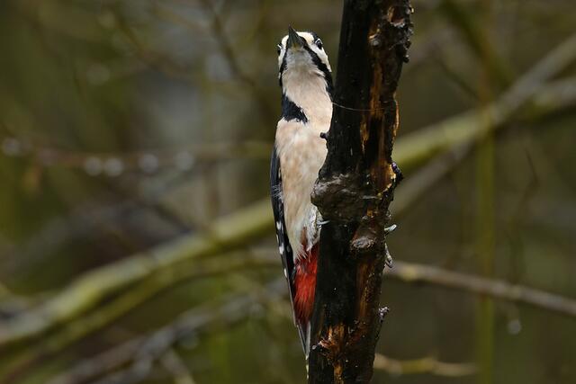 Buntspecht | Foto: Copyright Andreas Schäfer