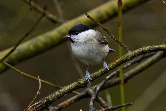 Sumpfmeise | Foto: Copyright Andreas Schäfer