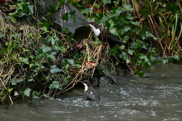 Wasseramsel | Foto: Copyright Andreas Schäfer